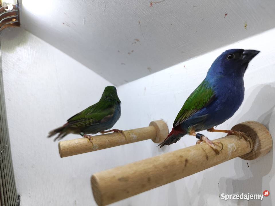 Papuzik błękitny Forbesa paraAstryld Astryldy Ptaki Myślenice sprzedam