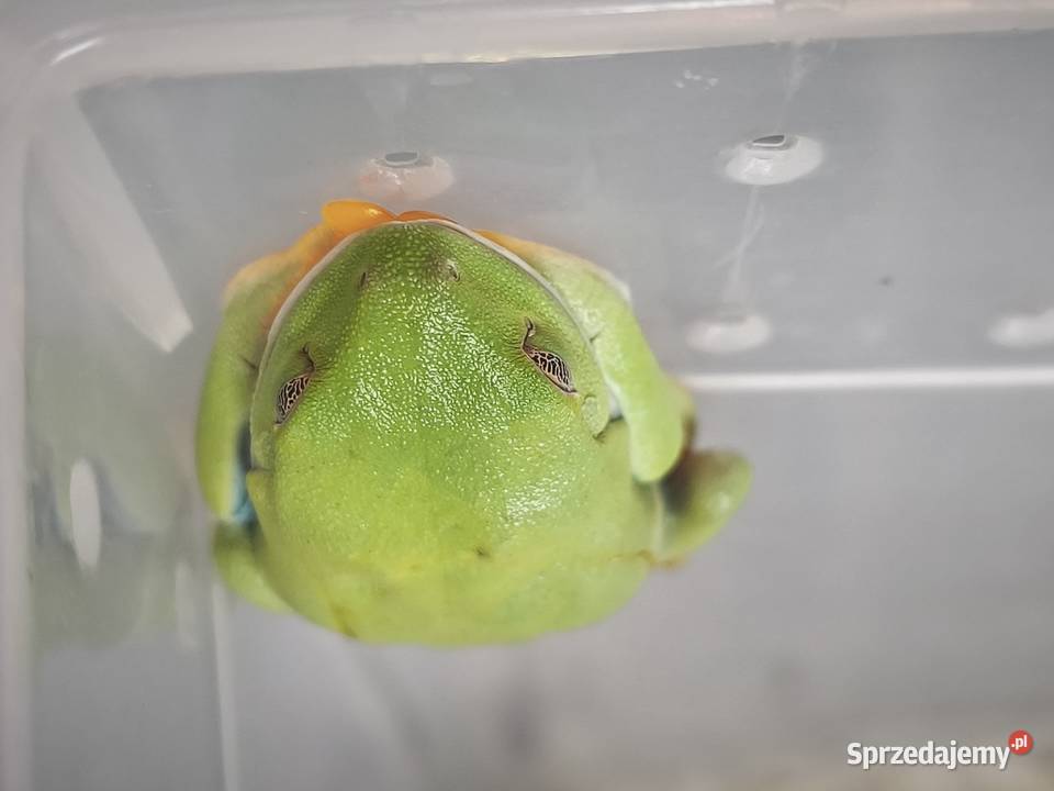 Chwytnice czerwonookie Agalychnis calidryas 2 łódzkie Łódź sprzedam