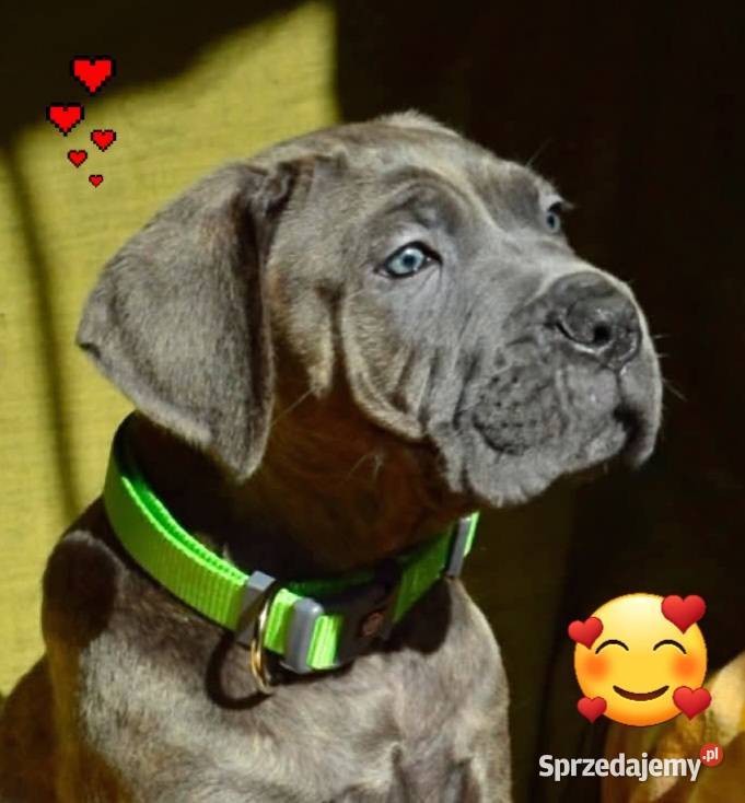 Cane Corso Ksin Fargo Fci
