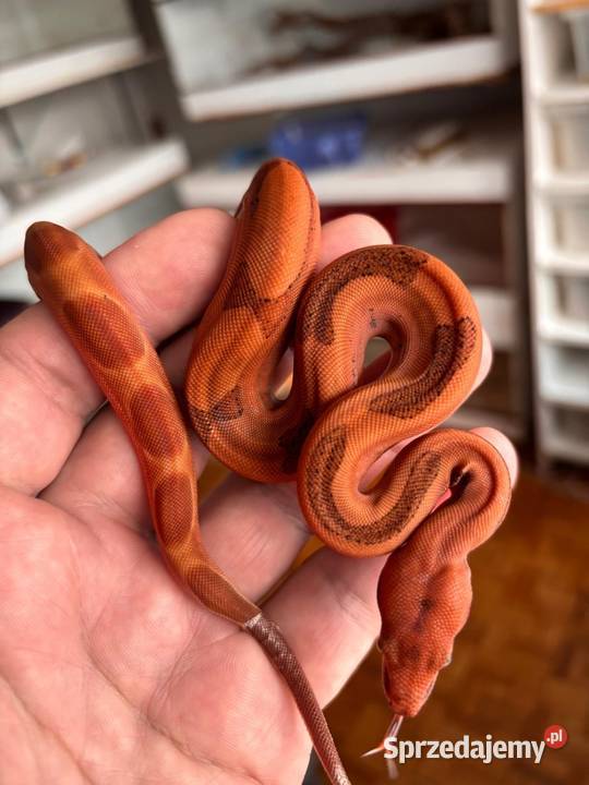 Boa imperator hypo blood jungle het Red dragon Katowice