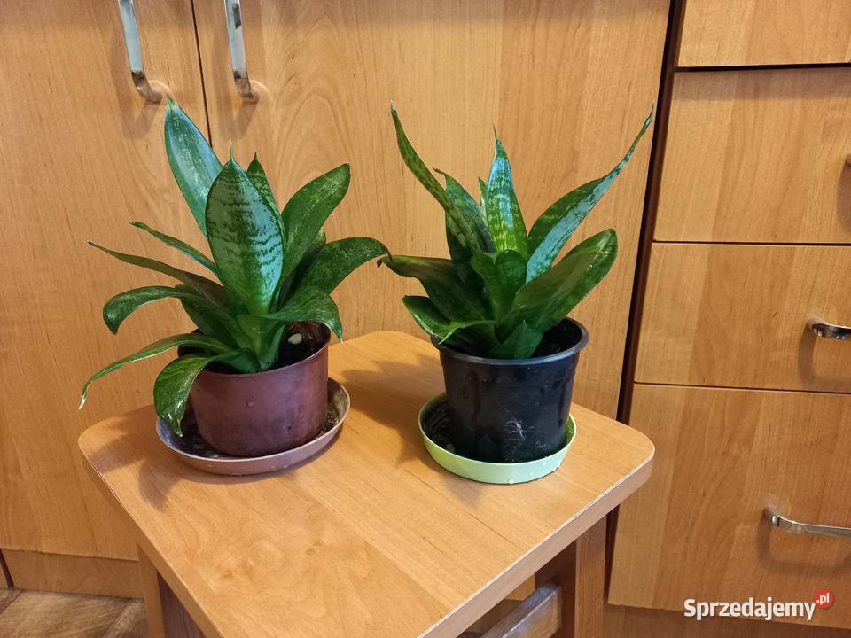 Kwiaty Sansewiera niska krzewiasta oczyszczacz lubelskie Puławy