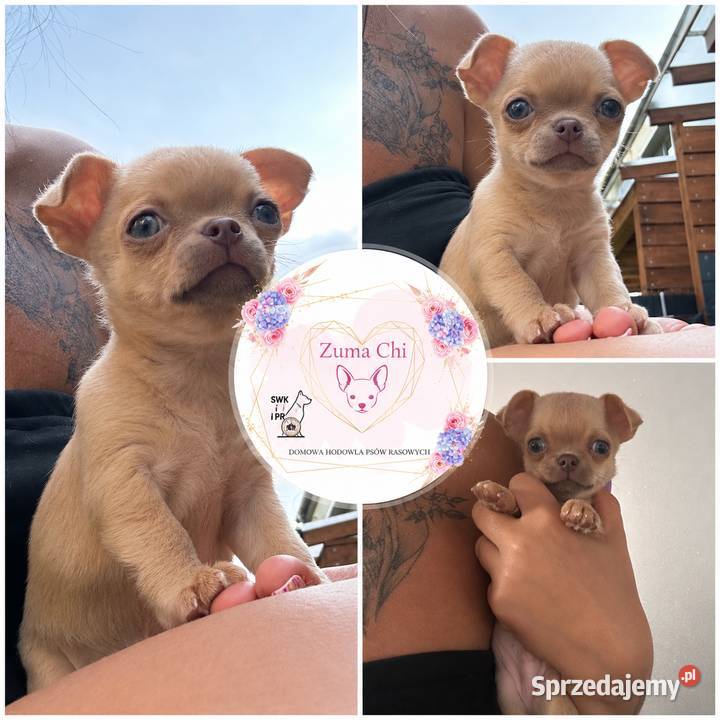 Chihuahua chłopcy Warszawa