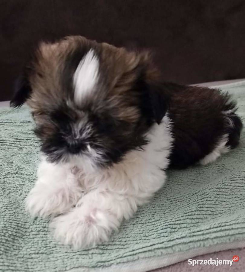 Szczeniaki shih tzu tricolor z rodowodem Łaś-Toczyłowo