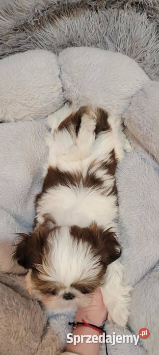 Sunia bialoczerwona Mokrsko sprzedam