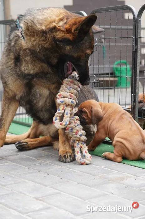Rhodesian Ridgeback szczenię niestandartowe Pozostałe Psy Dłutów
