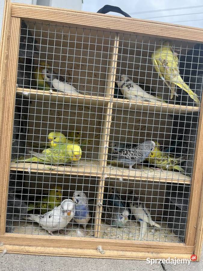 Sprzedam papugi faliste nierozłączki nimfy Kuczki-Kolonia
