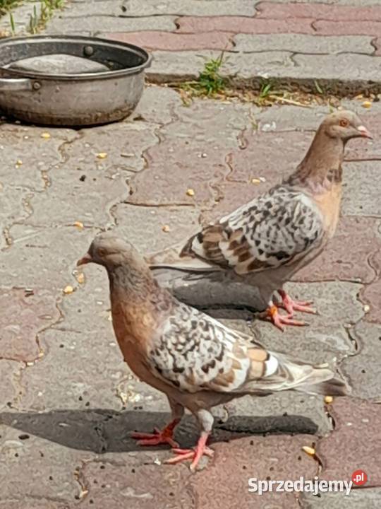 Skowronki koburskie irysie i strassery