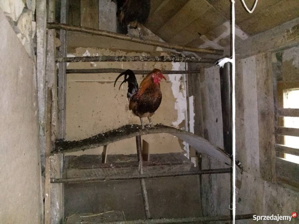 kury liliputki czubatki Wilkołaz Górny