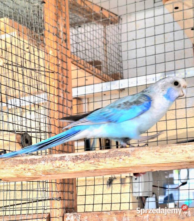 Rozella białolica pastelowa niebieska para Opole sprzedam