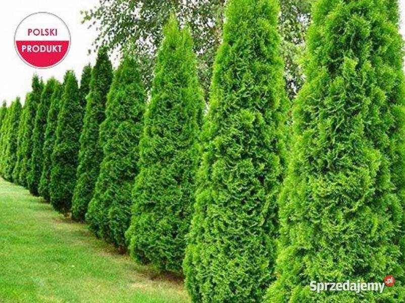 TUJA SZMARAGD 2570 PROMOCJA Thuja Smaragd lubuskie Nowa Jabłona