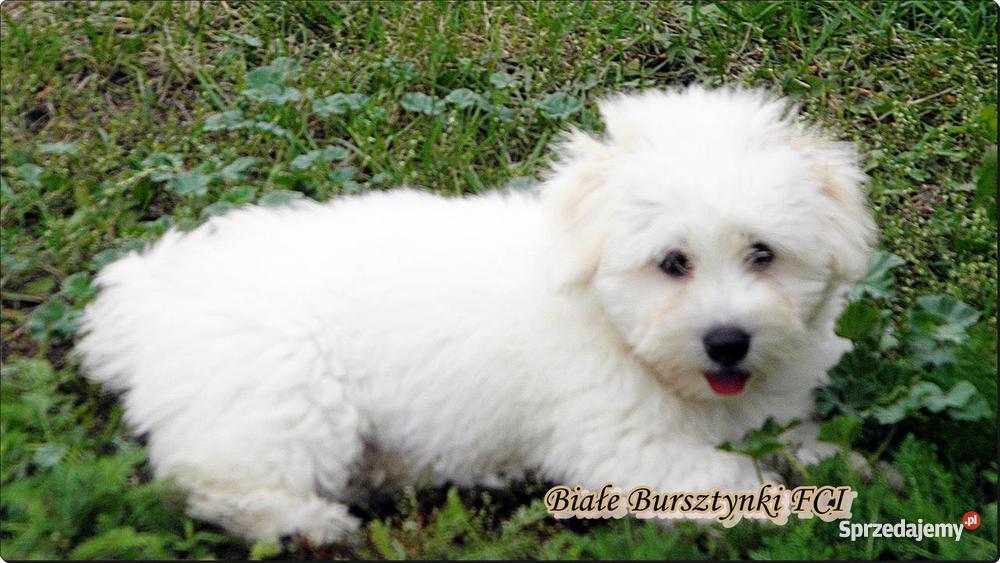 Coton de Tulear szczeniaczki Championach pomorskie Gdańsk