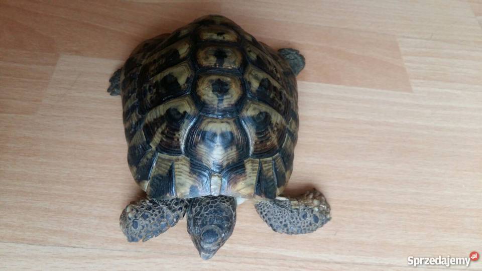 ŻÓŁW Grecki lądowy Chrzanów