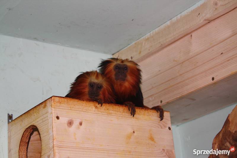 Sprzedam lwiatka złotogłowa Rawicz