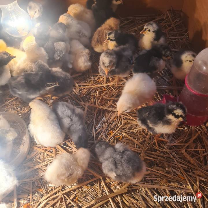 Pisklaki kurczaki Łaskarzew sprzedam