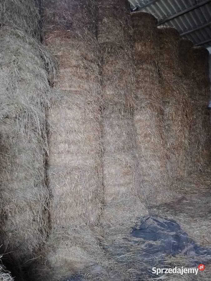 Sprzedam słomę siano suche ze stodoły owies Przasnysz sprzedam