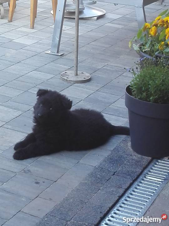 Owczarek Niemiecki Czarny Suczka