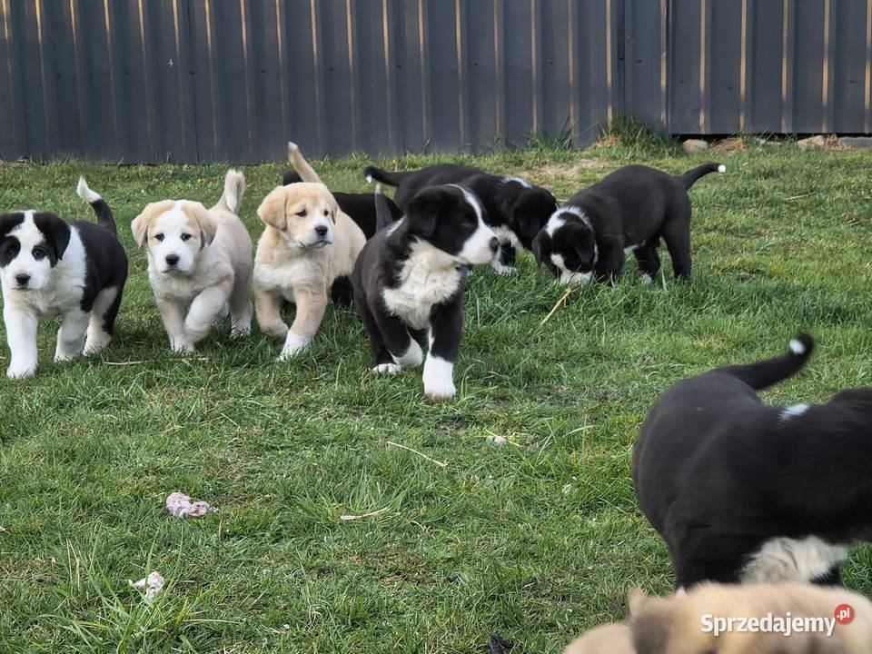 Owczarek środkowoazjatycki Ałabaj Azjata Owczarek Psy