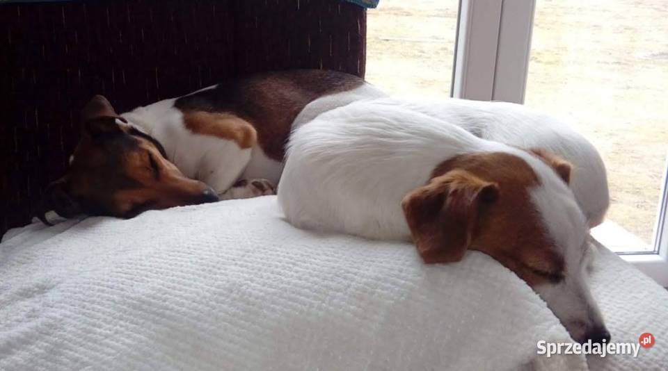 śliczne szczeniaki Jack Russell Terrier zachodniopomorskie
