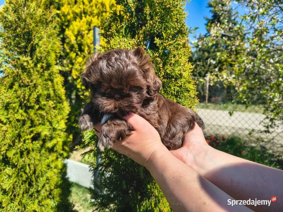 Shihtzu Shih TZU Choco Czekoladowy Żychlin