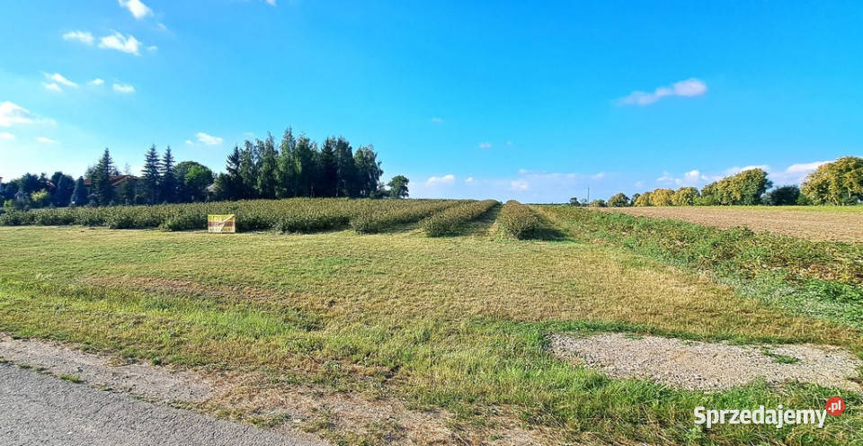 Działka budowlana Tarło Kolonia budowlana sprzedam