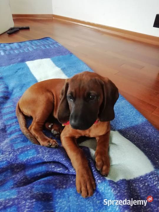 Posokowiec bawarski szczenięta Zwierzyniec