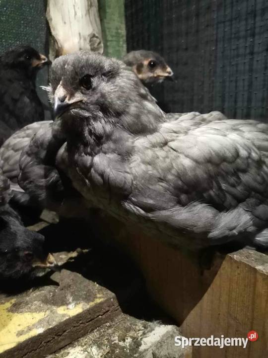 Kurczaki kury kogut Araucana Araukana Sławsk