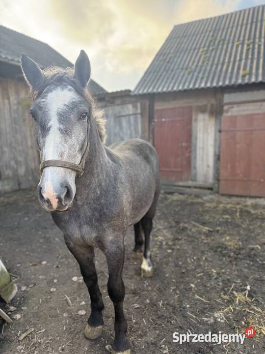 Młoda klacz rasy zimnokrwistej