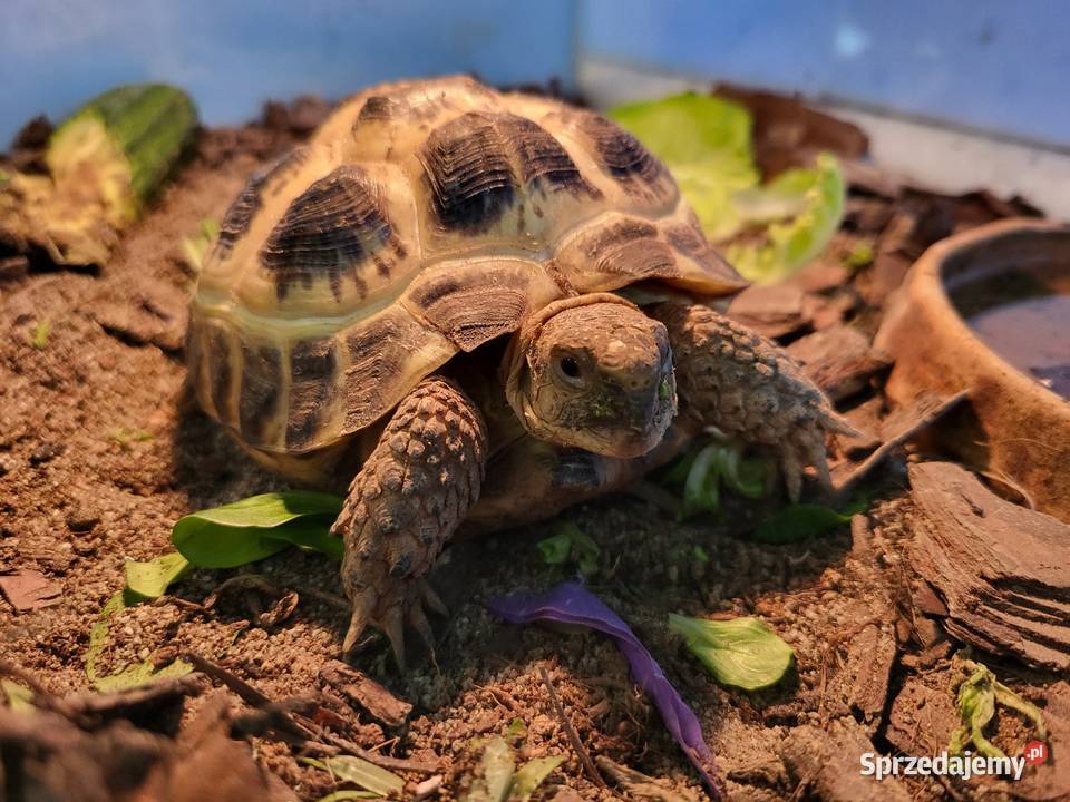 Żółw Lądowy Stepowy Sklep Zoologiczny Katowice