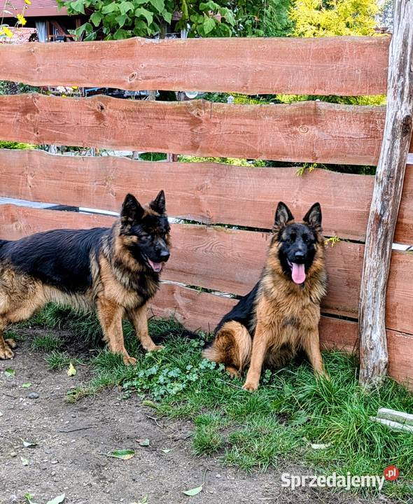 Owczarek niemiecki długowłosy