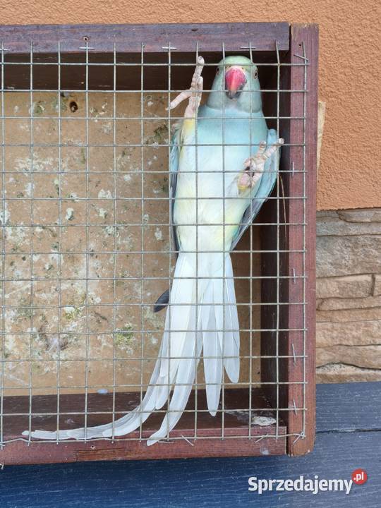 Aleksandretta aleksandretty