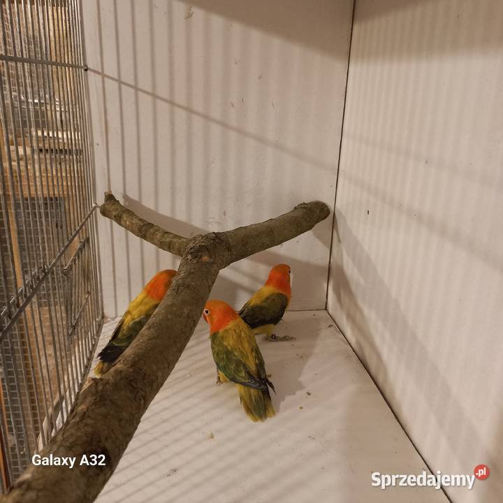 Nierozłączki fischera opale 2025r Ptaki