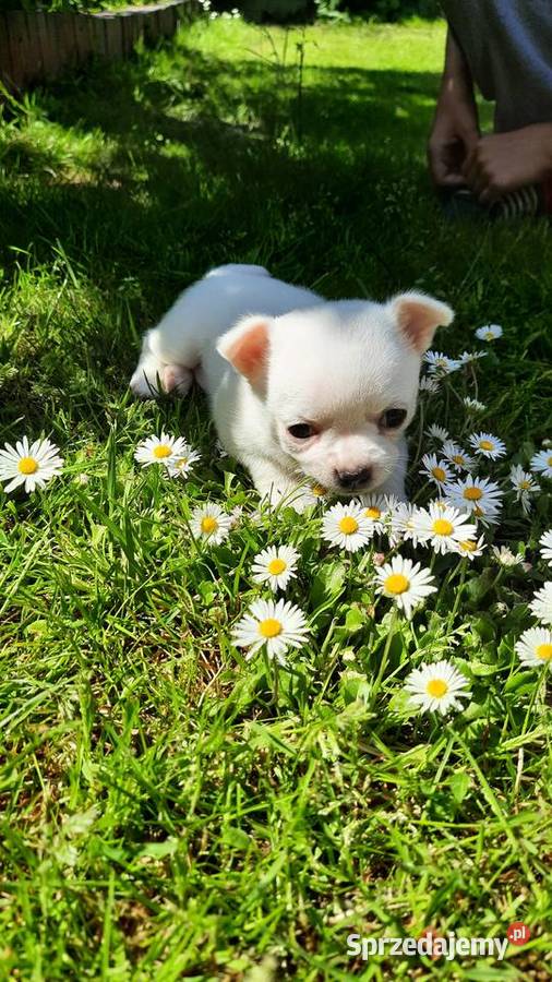 Chihuahua krótkowłosa suczka