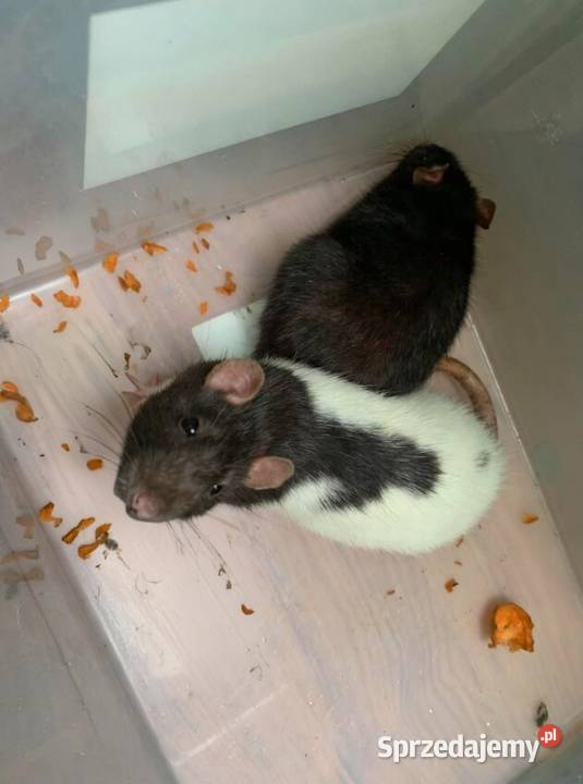 Szczury pomorskie Tczew