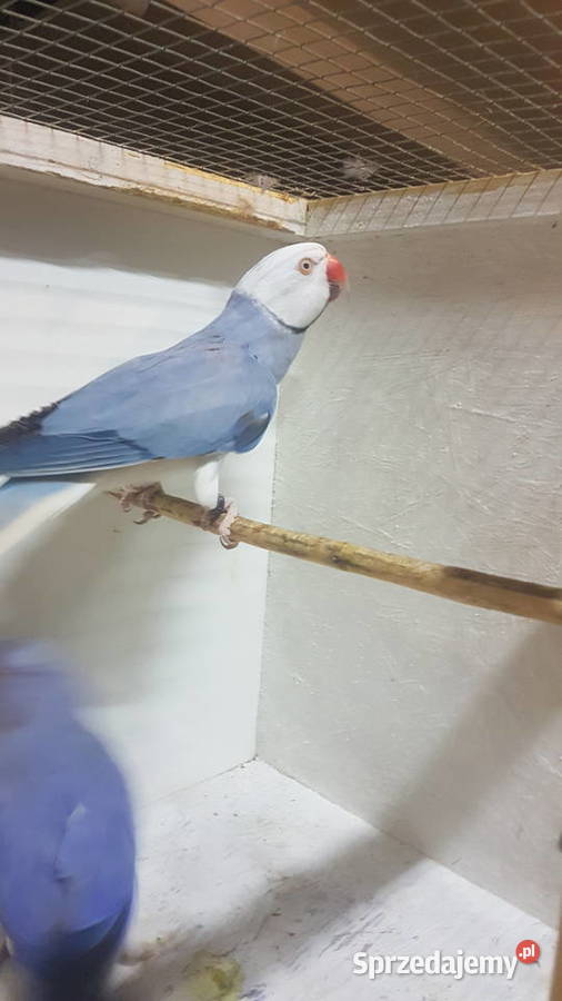 Papugi aleksandretty obrożne rozelle królewskie małopolskie Biczyce Górne