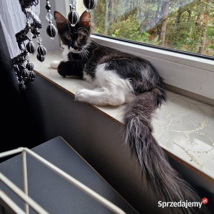 Koty Maine Coon Maine Coon Jamielnik