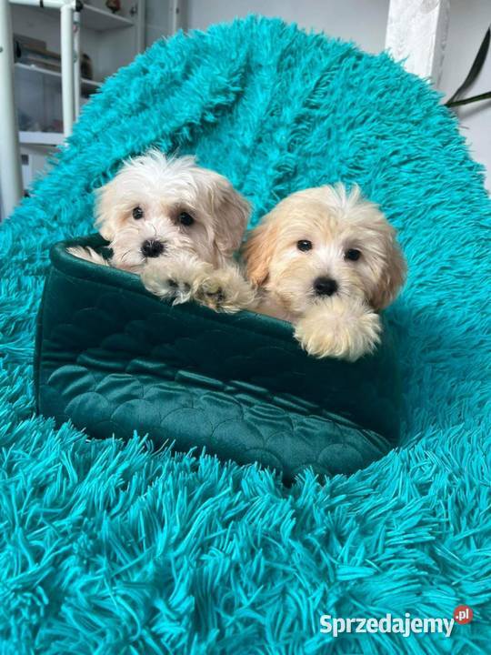 Odchowany chłopiec Maltipoo Maltańczyk x Pudel Warszawa