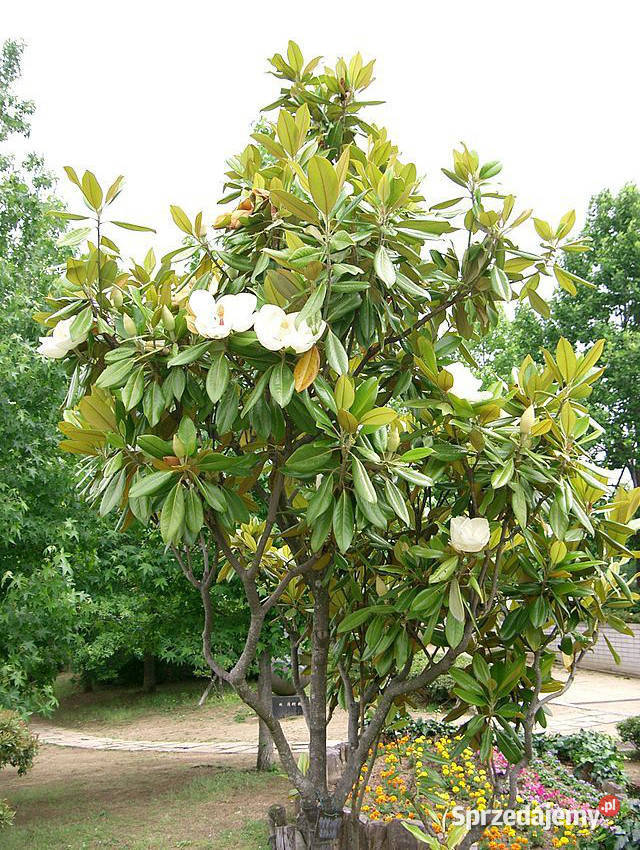 MAGNOLIA WIELKOKWIATOWA Magnolia grandiflora Lubanie
