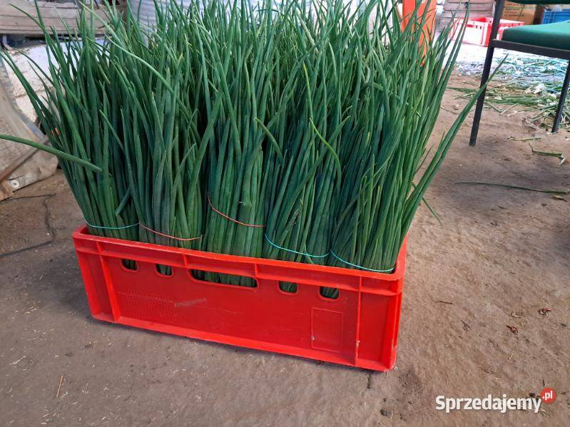 KoperNatkaSzczypior Łęczyca