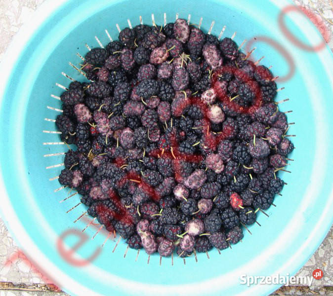 MORWA CZARNA Morus nigra NASIONA 6000 sztuk 10g kujawsko-pomorskie Lubanie