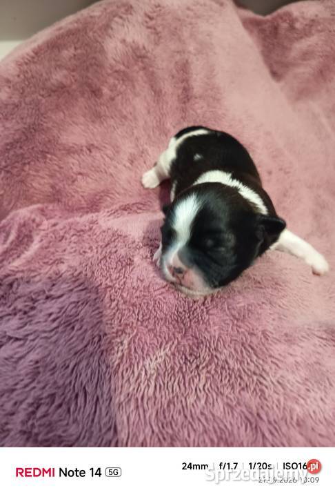 Suczka Shihtzu Gorlice