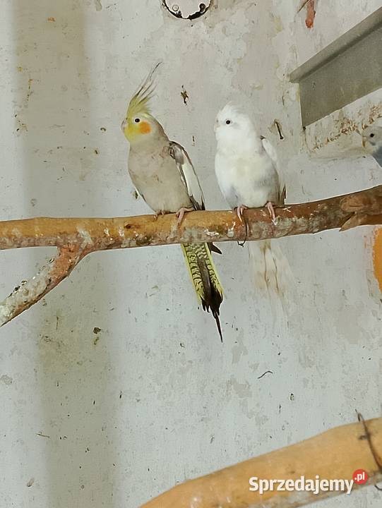 Papugi rozelle białolice nimfy świergotki opolskie Strzeleczki