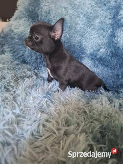 Chihuahua czarny piesek Lublin