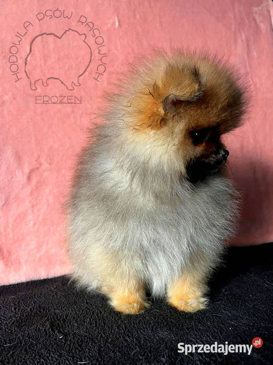 Szpic Miniaturowy Pomeranian suczki Zwierzęta łódzkie Łódź