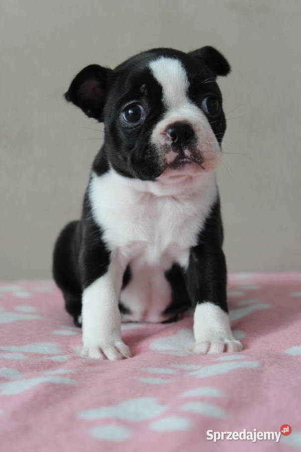 BOSTON TERRIER ZKwP DOMINO Don Chesa Lu Grande Kraków sprzedam