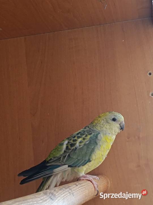 Świergotka samiczka