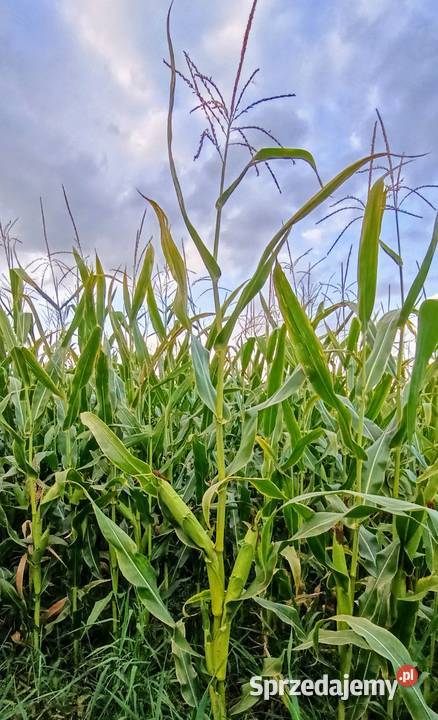 Kukurydza na pniu Radzików Wielki