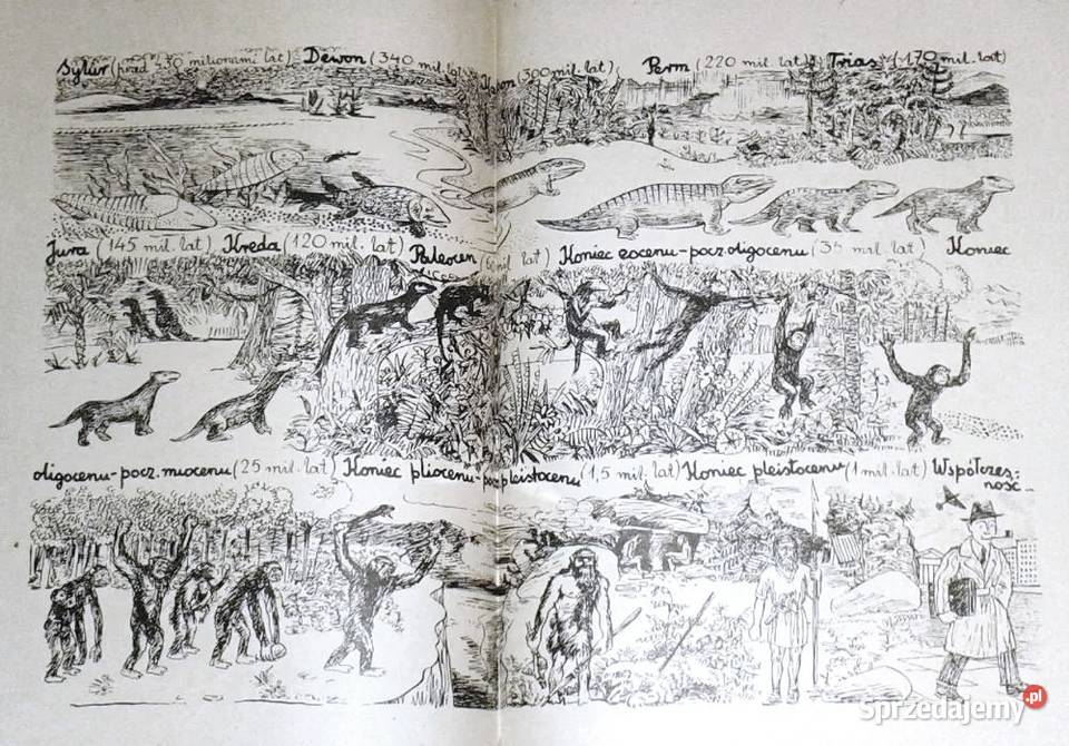 W poszukiwaniu rodowodu D Jarząbek