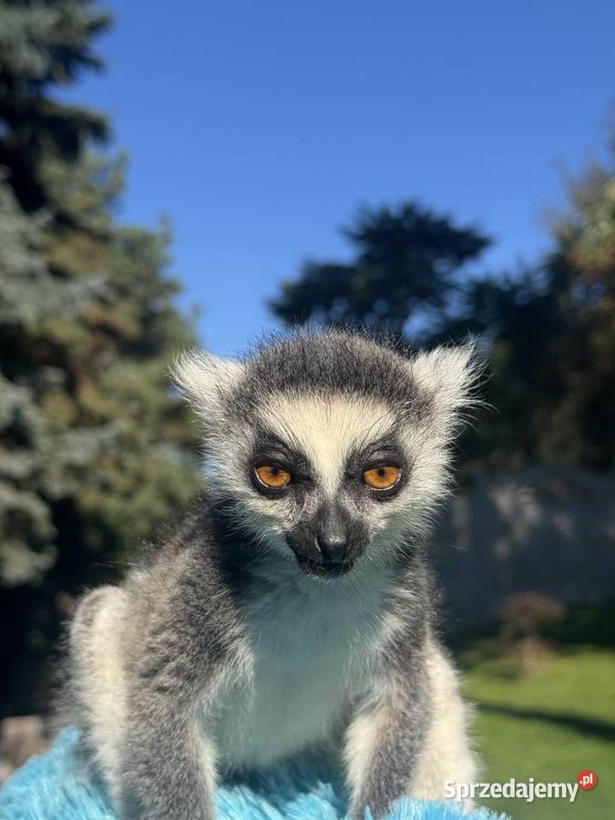 Na sprzedaż młody samiec lemur katta Pozostałe Kraków