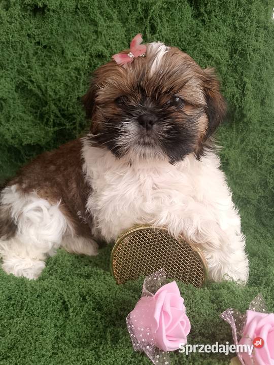 DO ODBIORU ostatnia suczka rasy ShihTzu Byczyna sprzedam