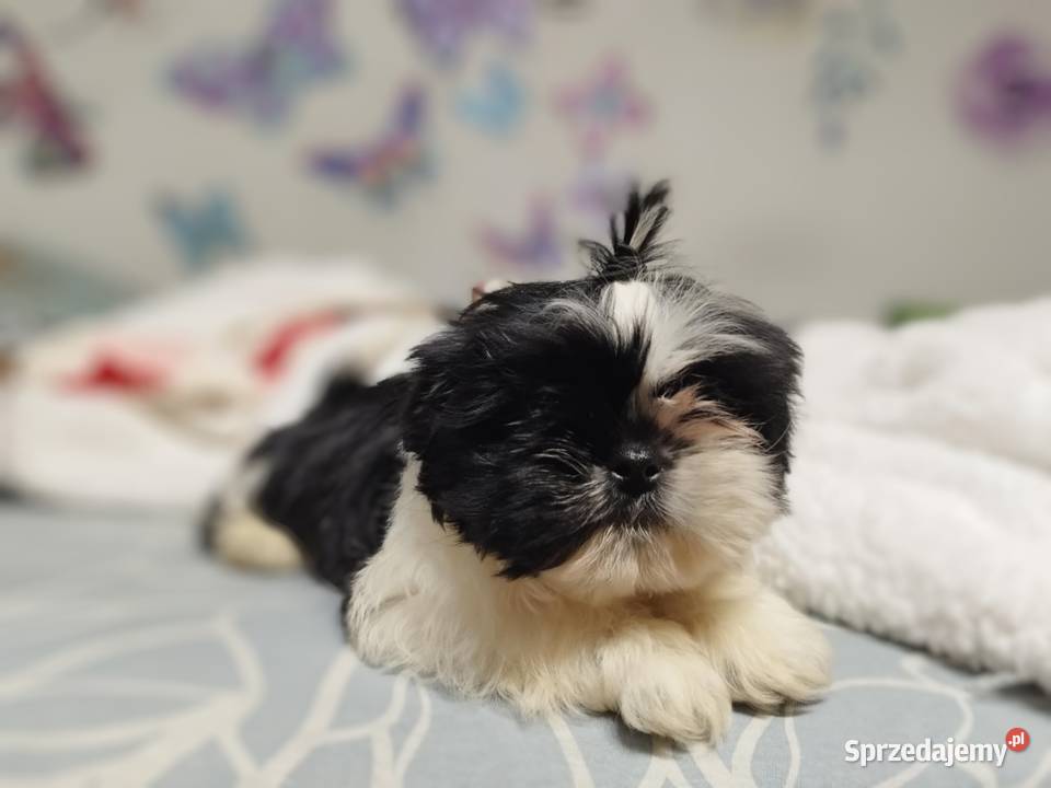 ShihTzu Kolbuszowa